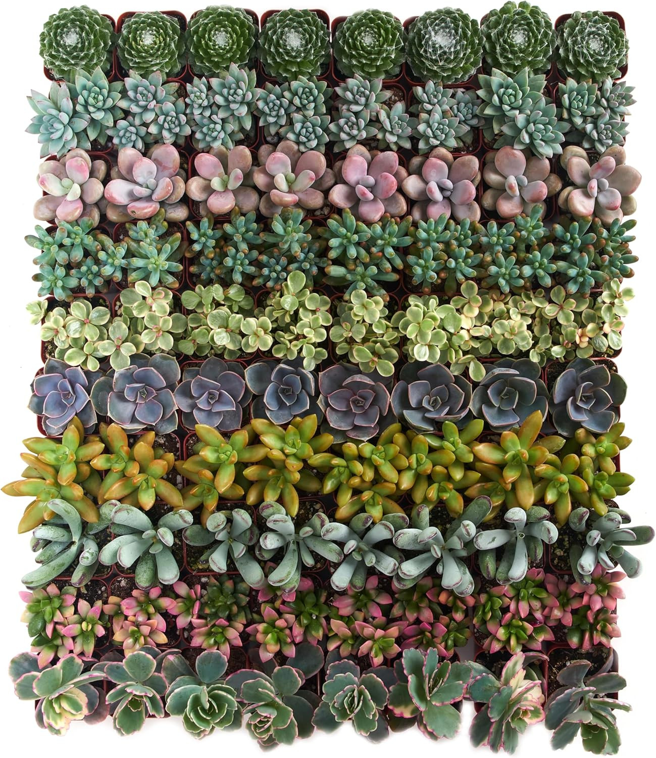 Assorted Succulent Plant Pack Collection – Live Mini Succulent Plants, Low Maint