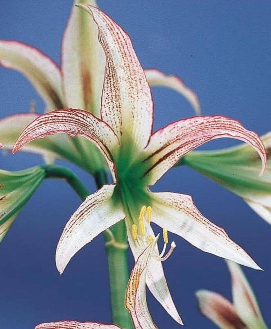 Amaryllis EMERALD 22-24 cm large – US Seller