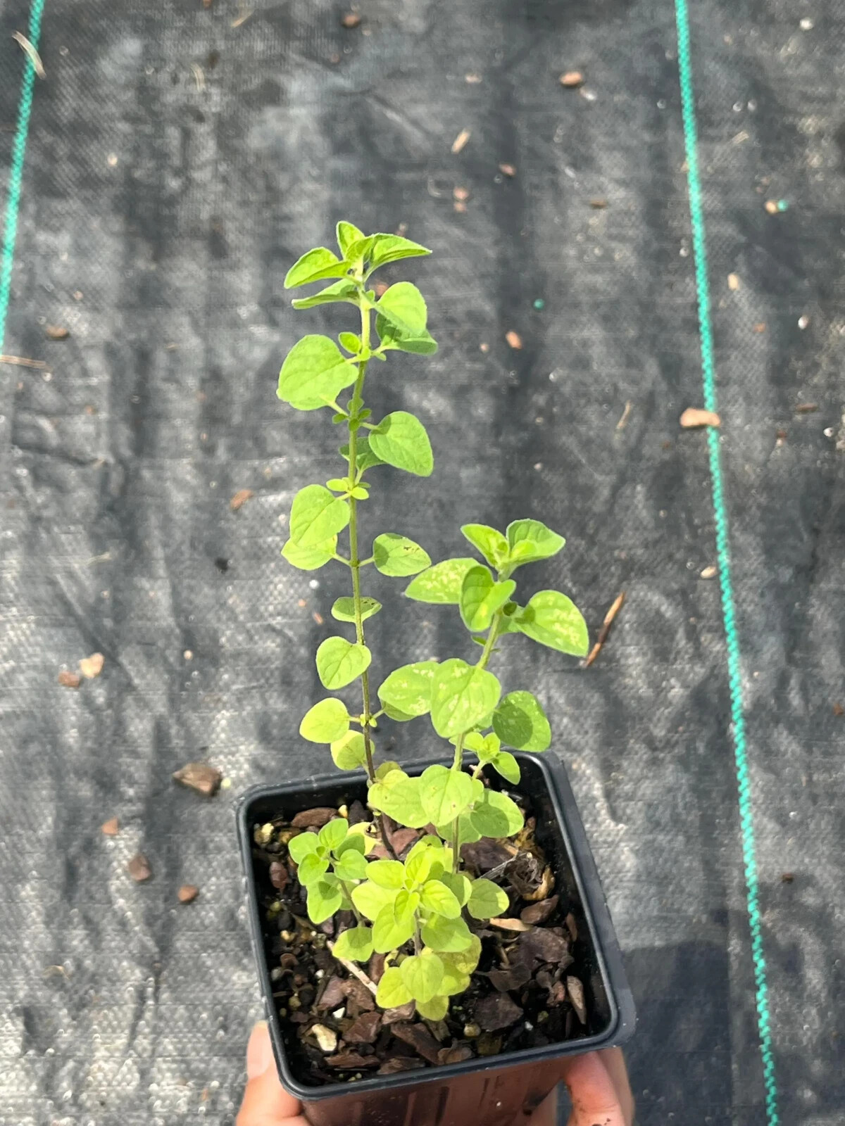 Greek Oregano Herb 4′ in Pot