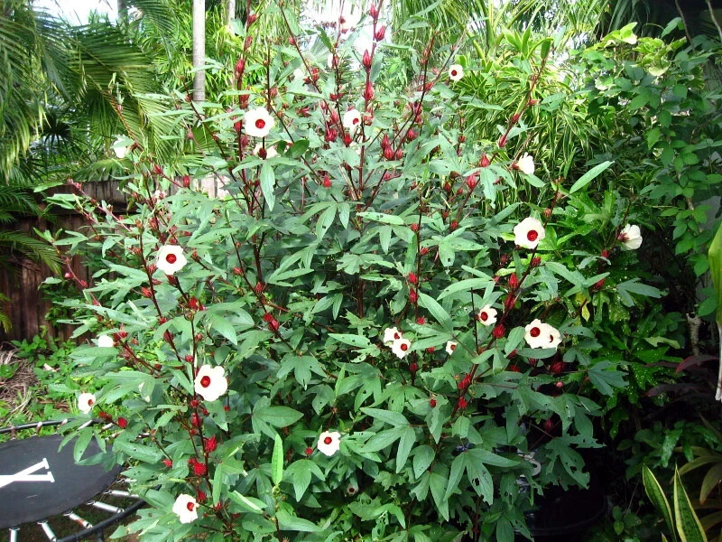 Roselle Seeds Hibiscus sab Jamaican Sorrel Florida Cranberry RARE LUOSHEN FLOWER