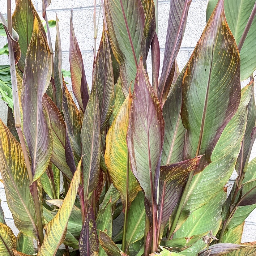 5 Variegated Orange Canna Lily Bulbs Rhizomes Live Plant Purple And Green Leaves