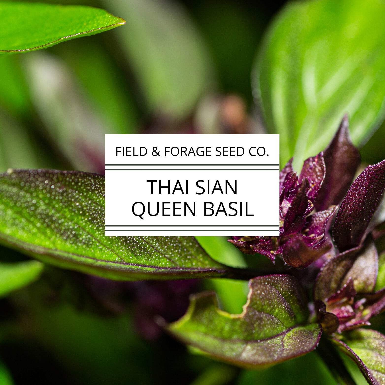 Thai Basil ‘Siam Queen’ | Ocimum basilicum | Pollinator Friendly | Non-GMO – 200
