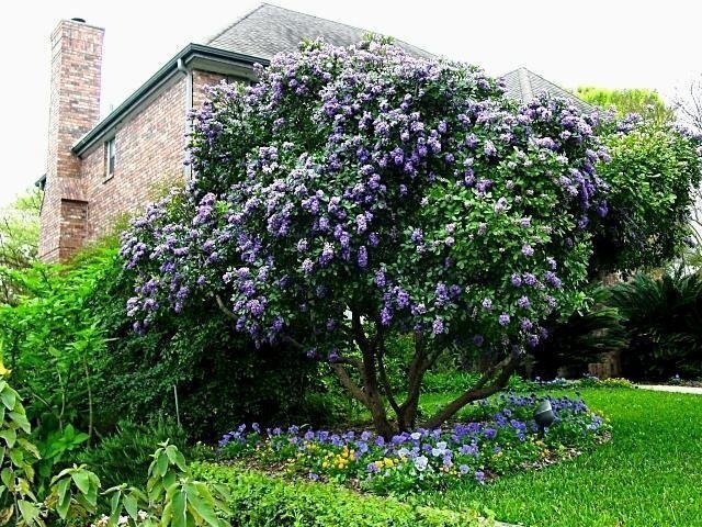 TEXAS MOUNTAIN LAUREL FLOWER TREE SEEDS (Sophora Secundiflora) Mescal Bean