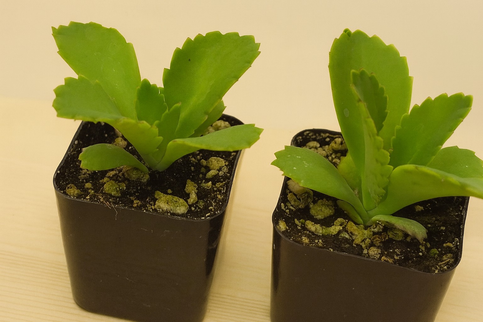 Mother of Thousands Succulent – Kalanchoe daigremontiana – 2″ Pot W/ Heat Pack