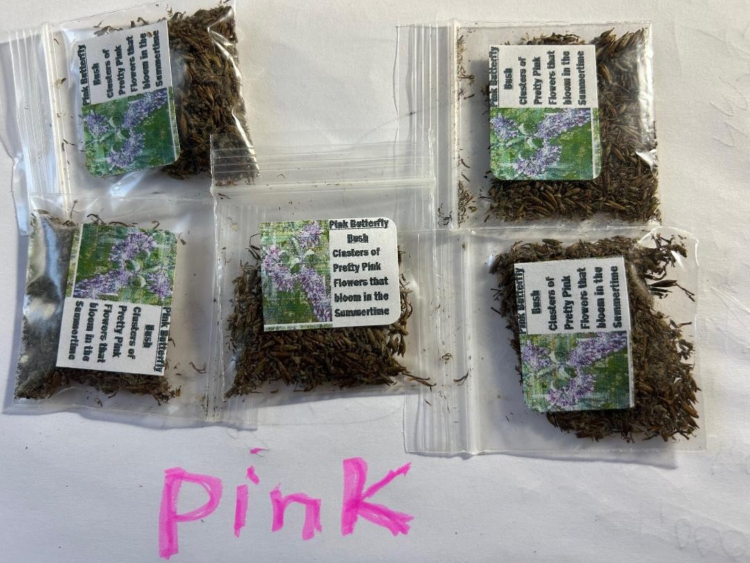 500 + Seeds Pretty n’ PINK Butterfly Budhelia Bush Perennial USA Seller