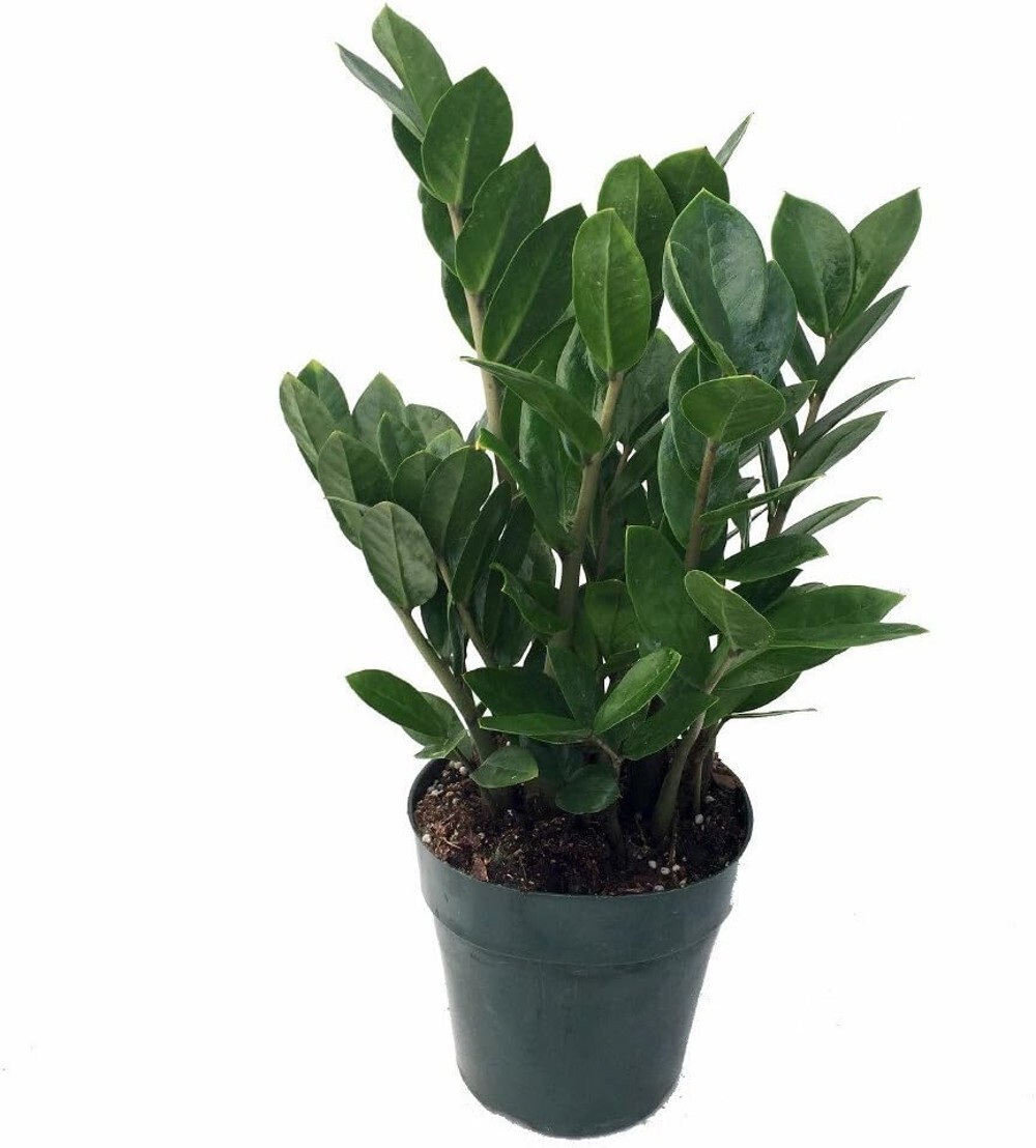Zamioculcas Rare Zamiifolia Caudex Forming Aroid Hardy Indoors Live Plant 6″ Pot