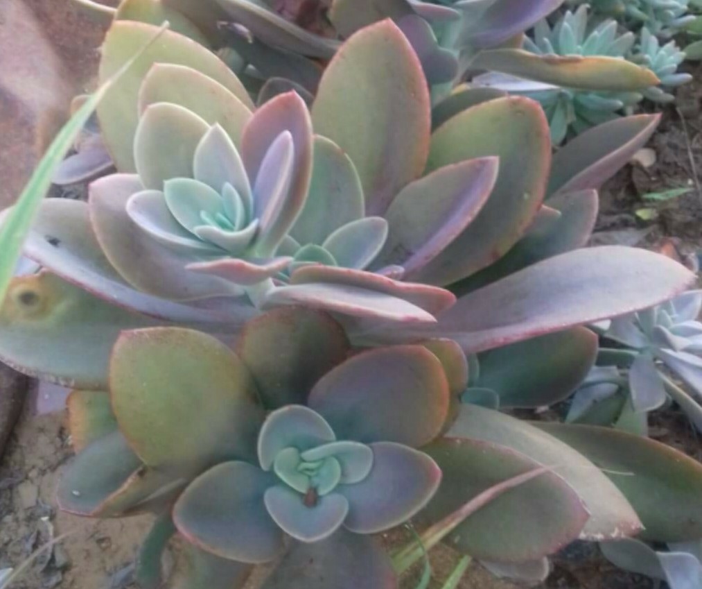 30 Echeveria Seeds Gibbiflora var. Metallica Metallic Blue Pink Succulent Seeds