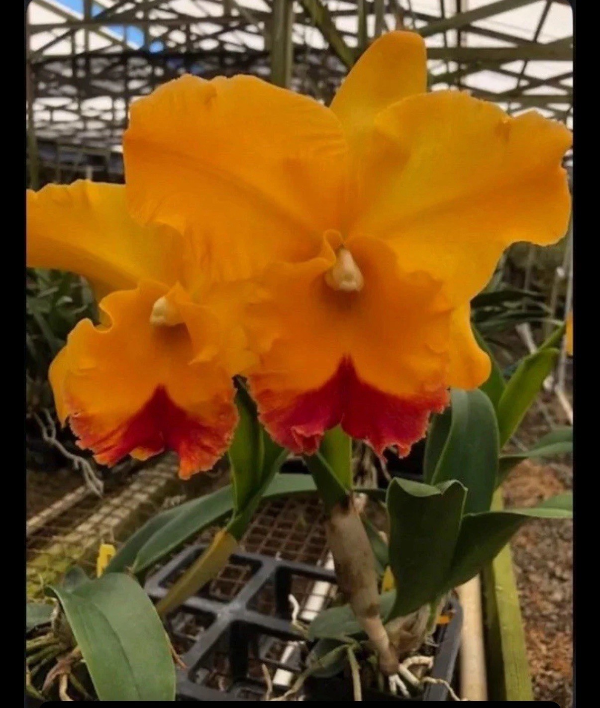 Cattleya Rlc Yasuji Takasaki Orange Red ‘Hawaii’ Fragrant Orchid 2 Plants 4” Pot
