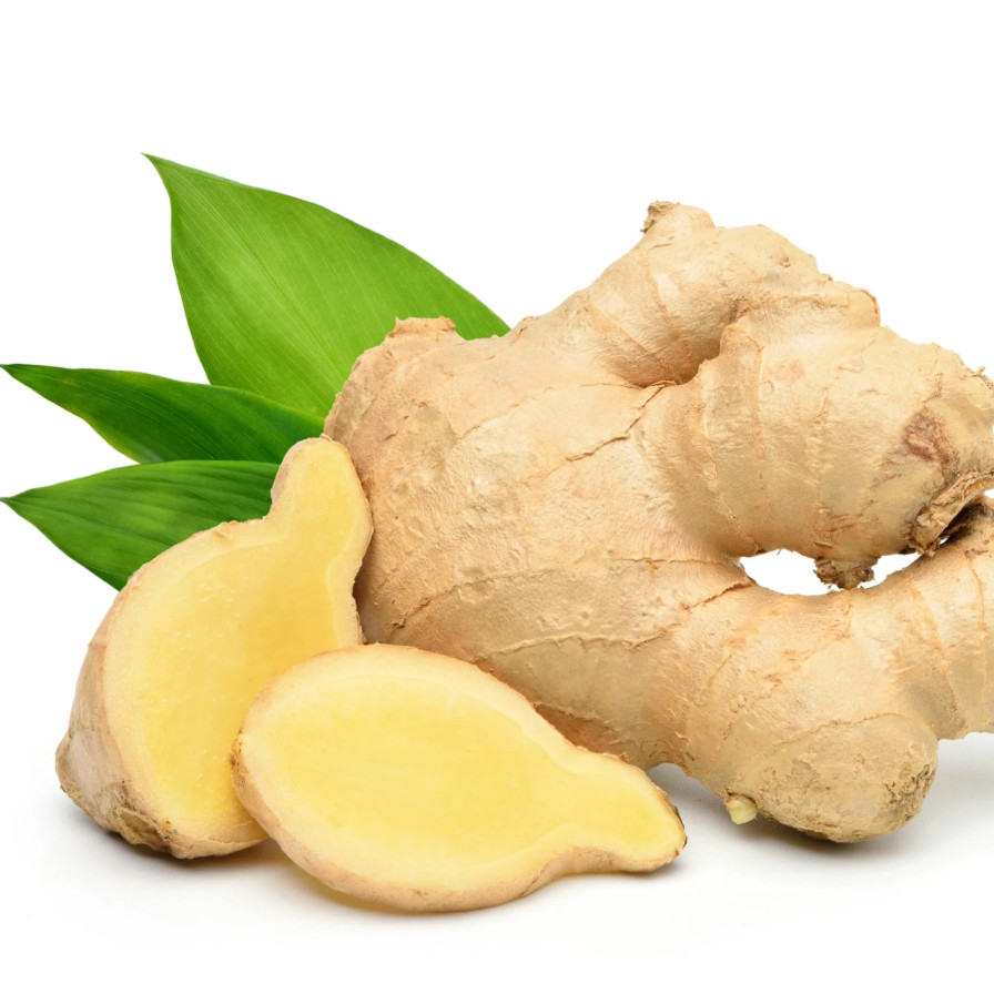2 Live White Ginger Plants Ginger Zingiber Starter Fragant Ginger Herb 4-6″Tall