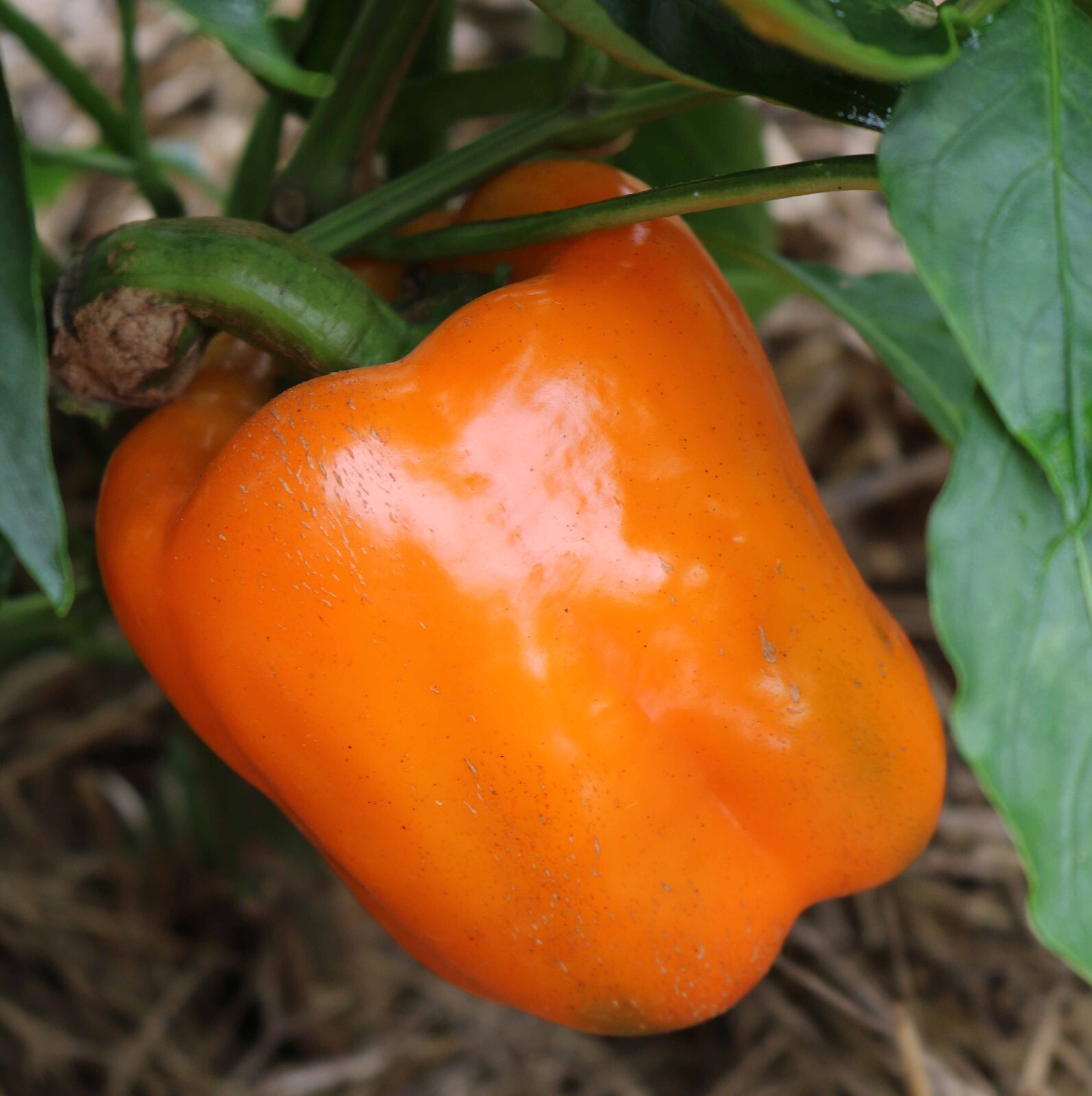 120+ Orange Sun Sweet Bell Pepper seeds – Heirloom – NON-GMO — FRESH