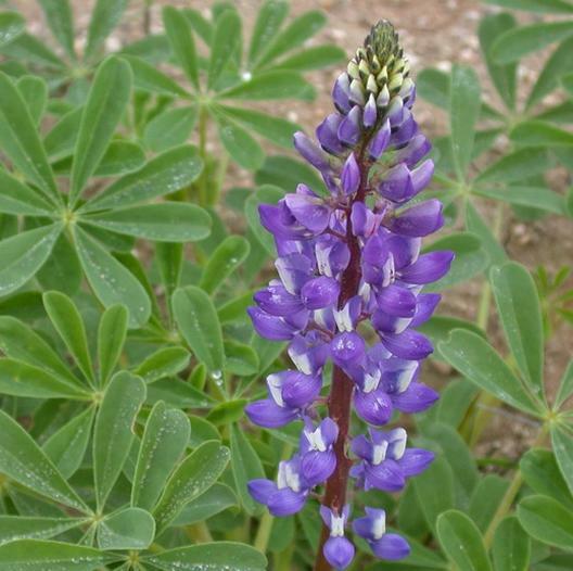 ARROYO LUPINE PURPLE Wildflower Hummingbirds & Pollinators Non-GMO 50 Seeds!