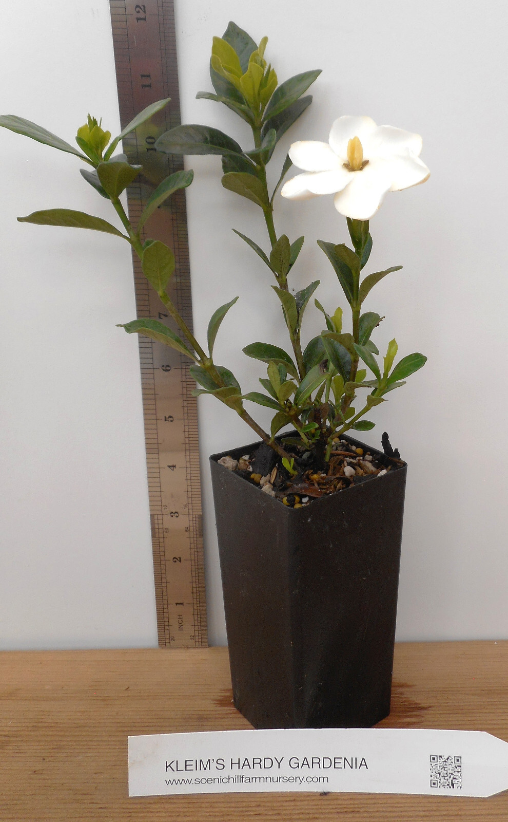 Gardenia jasminoides ‘Kleim’s Hardy’ – Highly Fragrant Flowers – 2 Year Old Pot