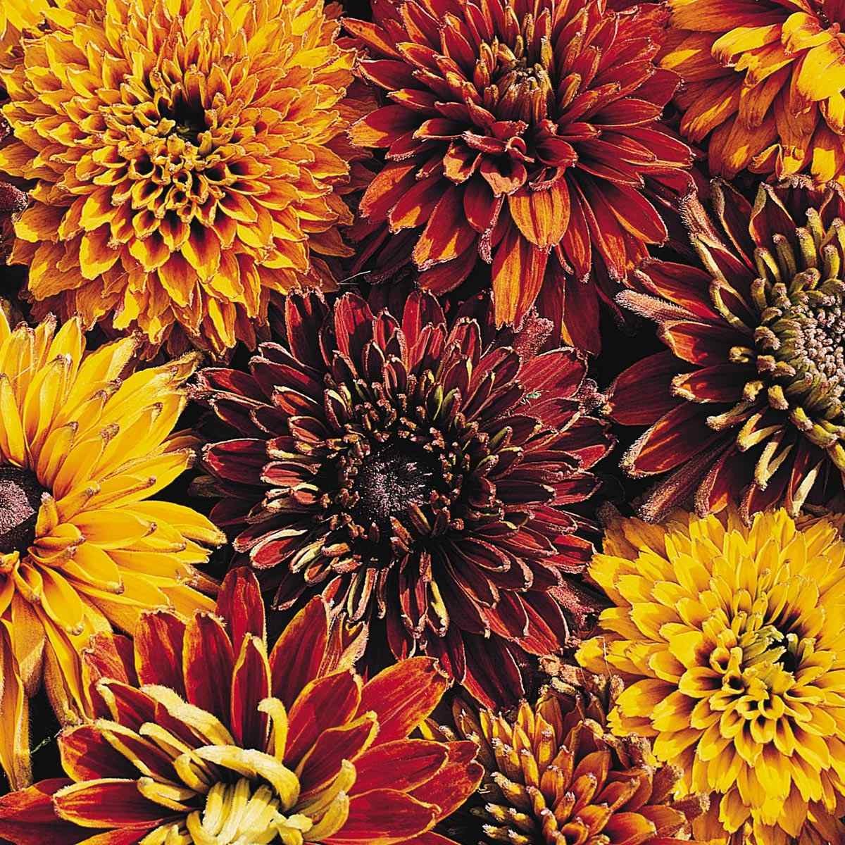 200 Seeds Rudbeckia Hirta Cherokee Sunset AAS Winner Flower Seeds