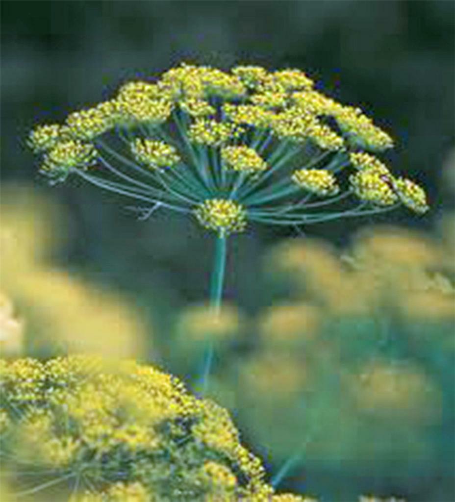 DILL SEED, BOUQUET, HEIRLOOM, NON GMO, 100 SEEDS, HERB, SPICE SEEDS