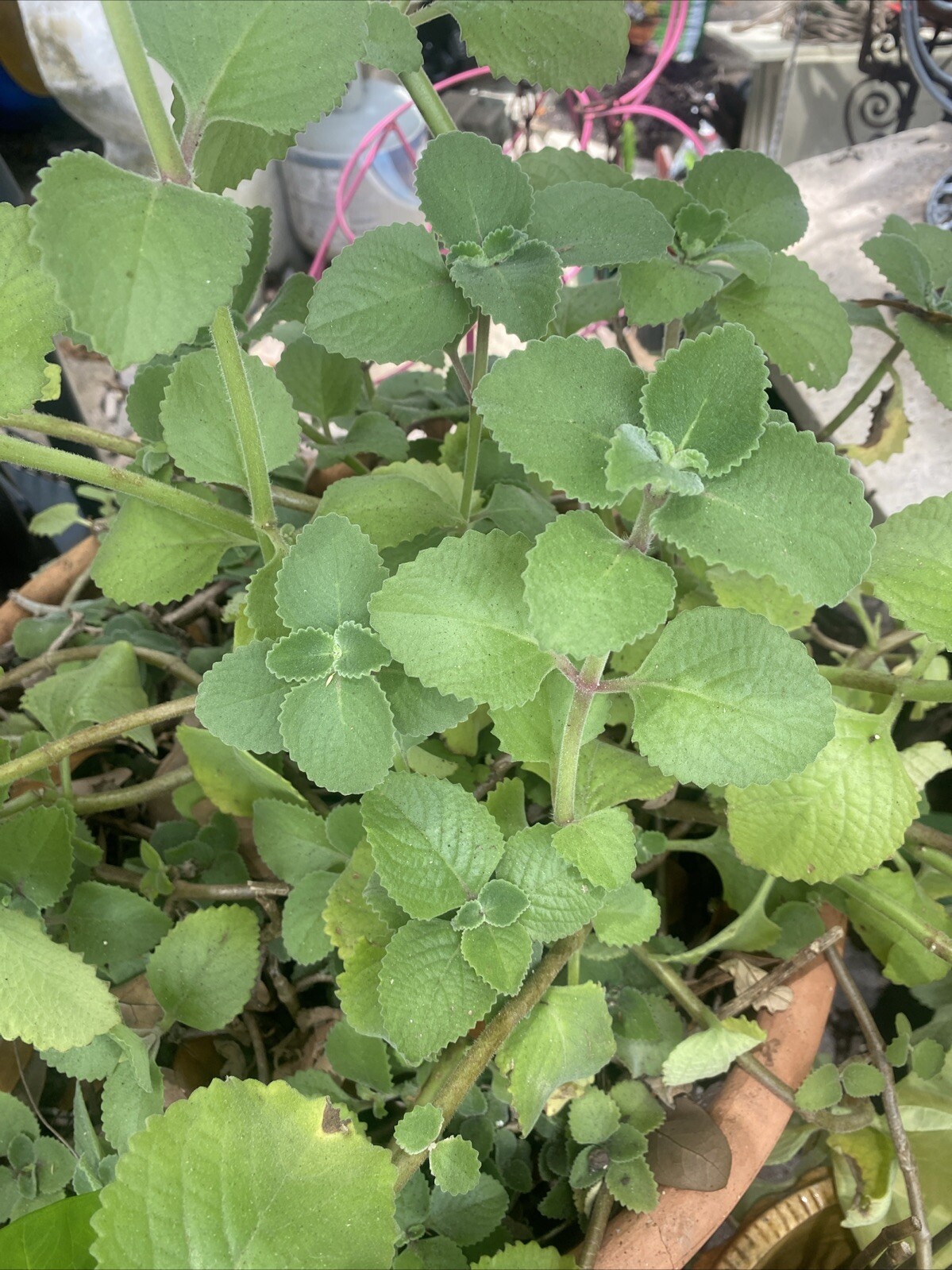 3 PLANTS Rooted Cuban Oregano~ Mexican Mint~ Spanish Thyme~+ 10 BONUS Leaves