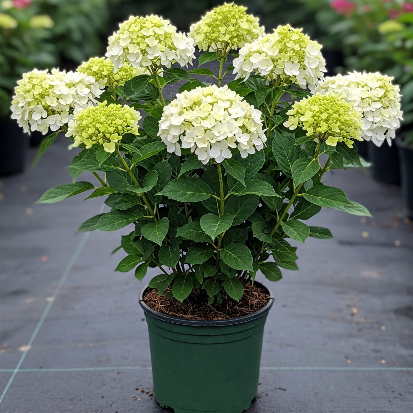 Annabelle Hydrangea Live Shrub Well Rooted Plant Flowering Outdoor 1 Gallon Pot