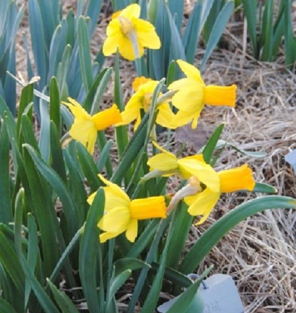 37 DAFFODIL BULBS JETFIRE (miniature) ICE FOLLIES Narcissus FromMyGarden*READ*