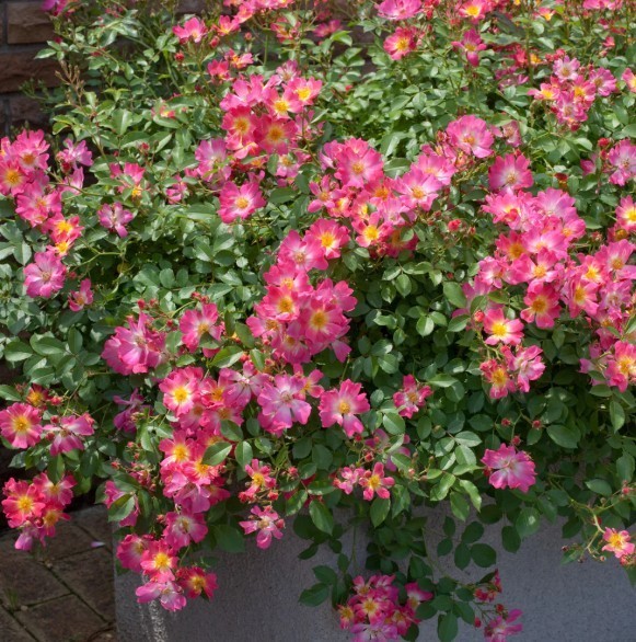 Pink Drift Rose Bush in 1 gal Pot Outdoor Flowering Garden Plant 4-11 Zone