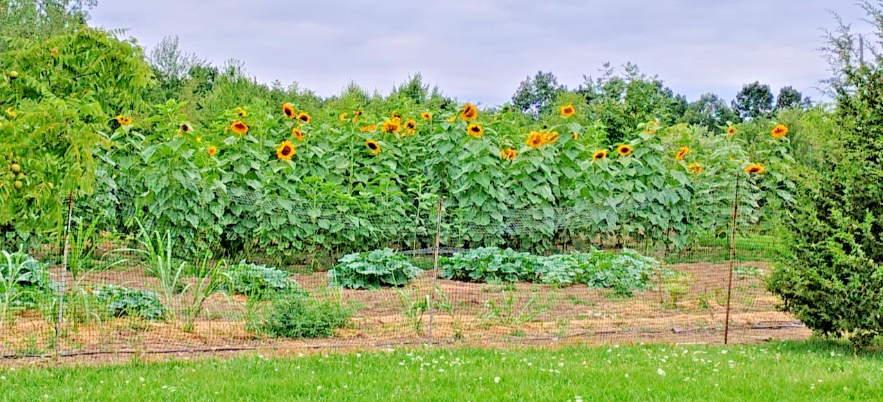 x100 Mammoth Grey Stripe Sunflowers – MICHIGAN GROWN! Organic, Heirloom, non-GMO