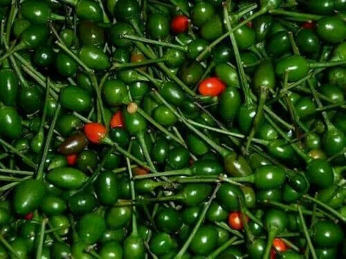 Tabasco Pequin Pepper Seeds.Semillas deChile Piquin 15+( TEXAS Wild HOT)