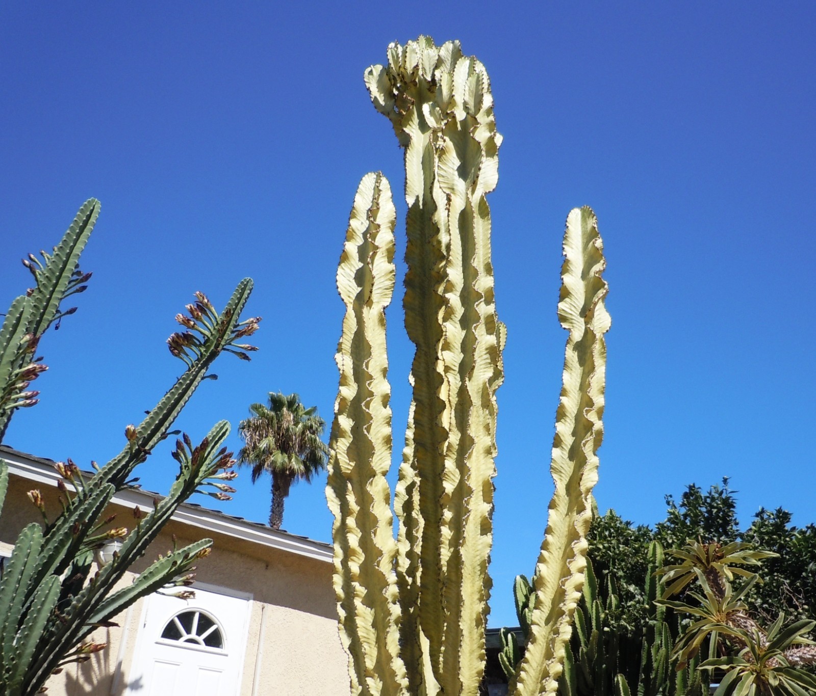 Live Succulent Cuttings – Euphorbia Ammak Desert Cactus (6 inches)