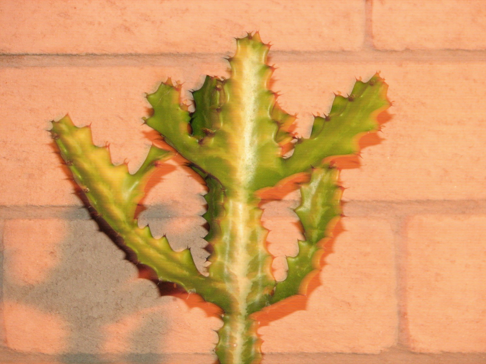 16 in. Euphorbia Grandicornis Striata?, Lactea?, succulent plant, variegated