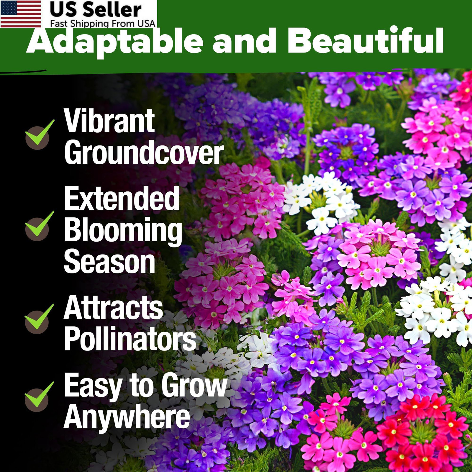 HOME GROWN Verbena Moss Seeds – 6000+ Perennial Flower 1-Pack, Green