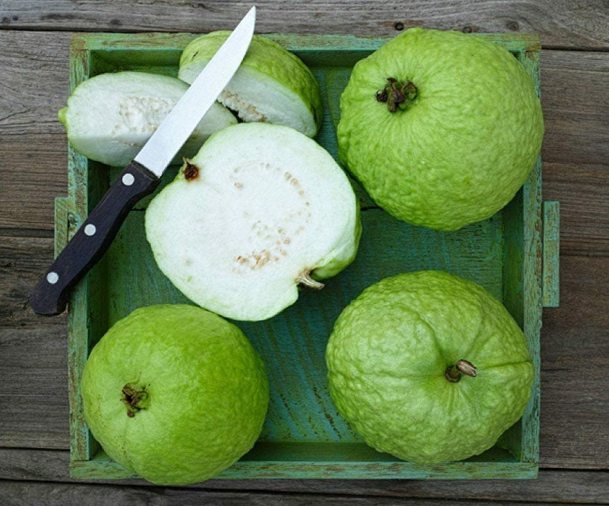 Thai Kilo White Guava Tree – Air Layered – 2-3ft – 3Gallon – Large Tropical Guav