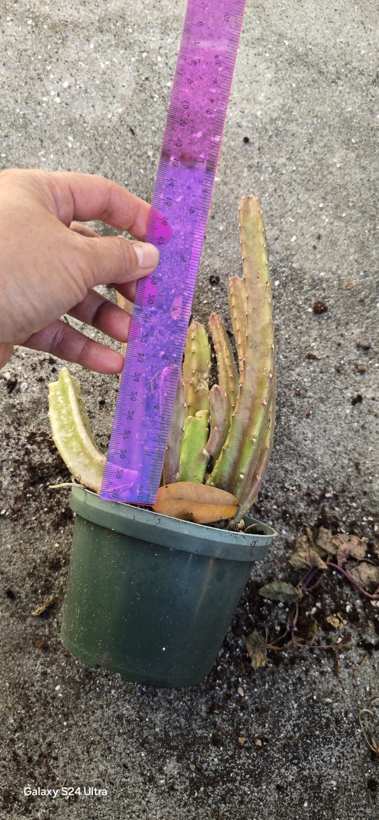 Black Bell Stapella Plant Well Rooted In 5 Inches Nursery Po