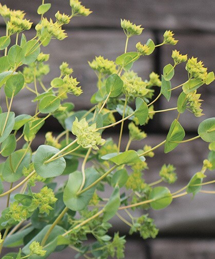 40 Bupleurum Green Gold seeds
