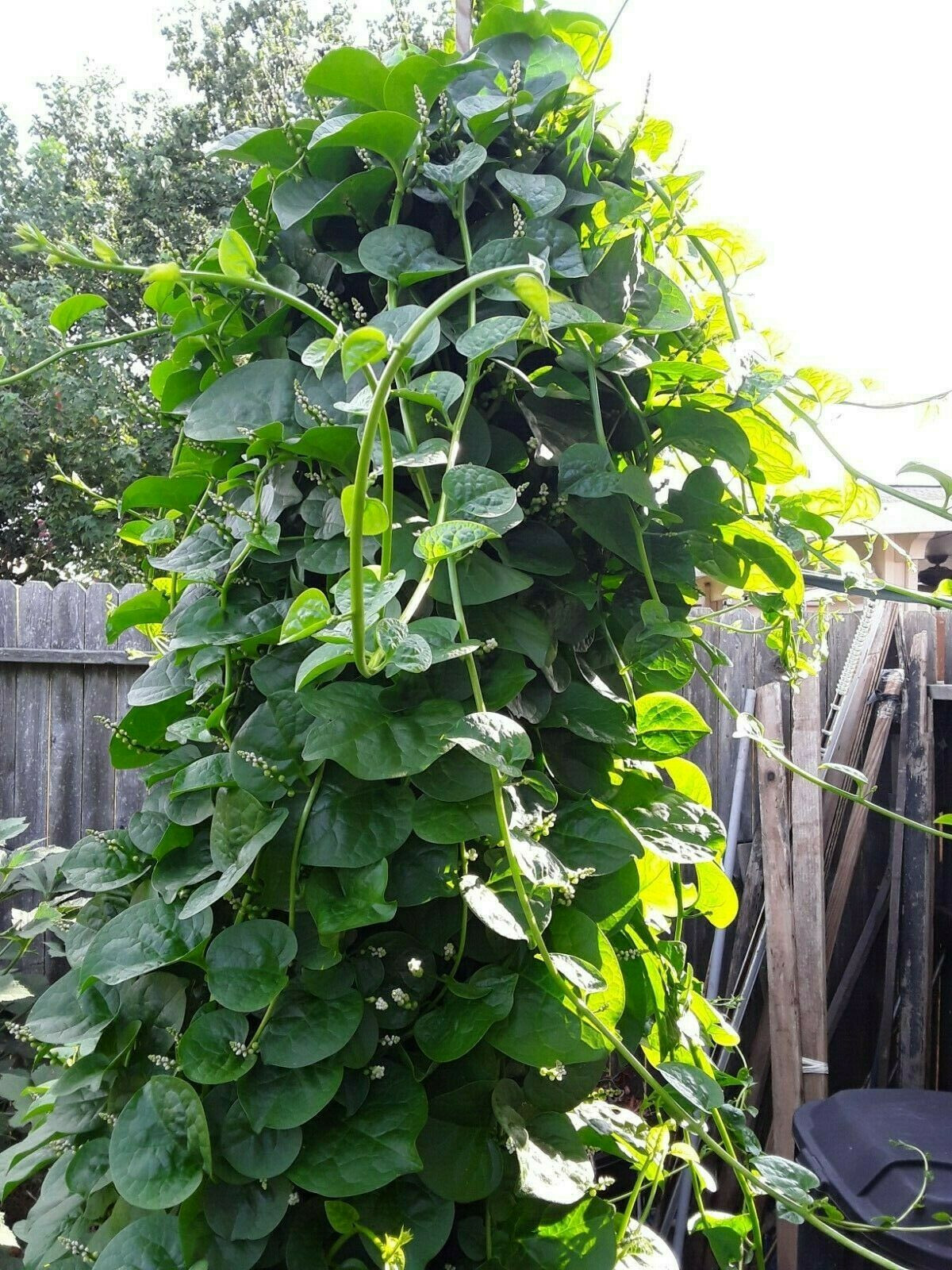 100 Organic Green Stem Malabar Spinach Alugbati Mong Toi Poi Sang Ceylon seeds