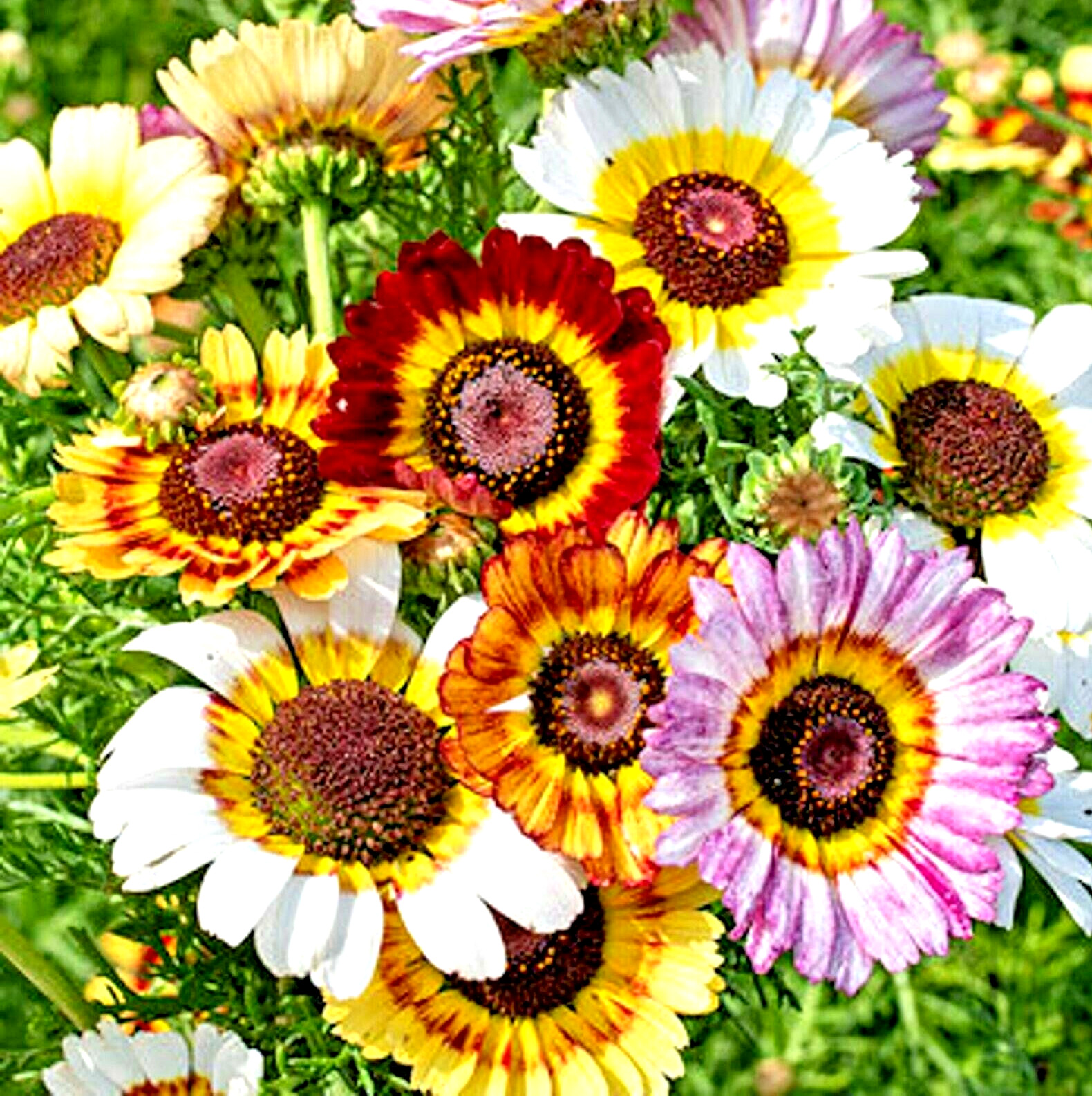 300+ PAINTED DAISY MIX SEEDS —– HUGE FLOWERS ——– BRIGHT COLORS