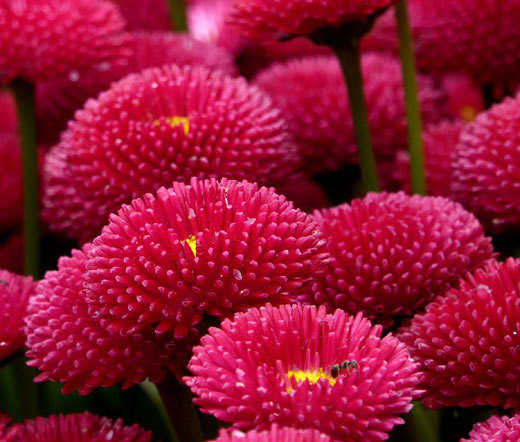 ENGLISH DAISY RED Bellis Perennis Super Enorma – 1,000 Bulk Seeds