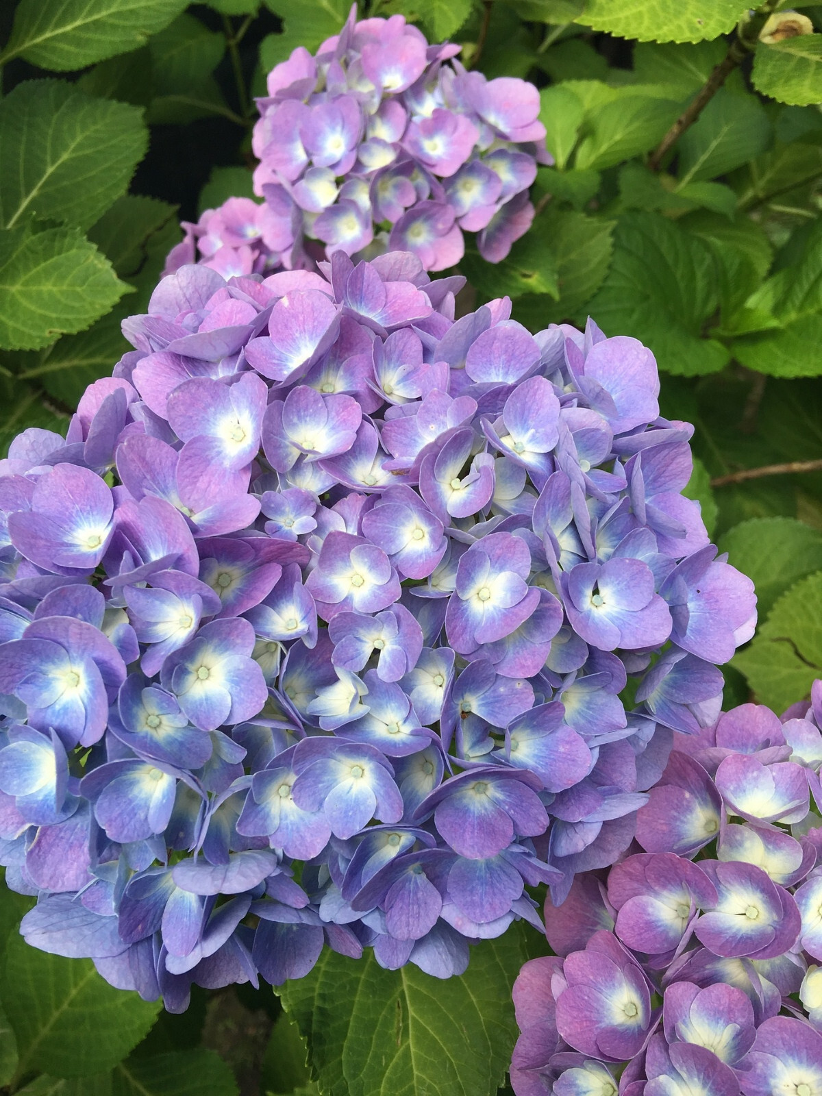 Live Onyx Peacock Bigleaf Hydrangea plant with blue-purple mophead type flowers