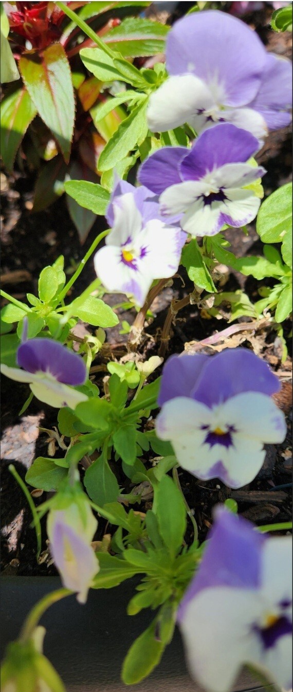 Light purple and White Violet (Viola) Seeds