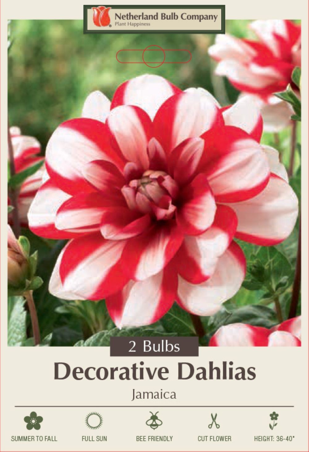 Jamaica Decorative Dahlia – 2 Root Clumps – Double White/Red Blooms
