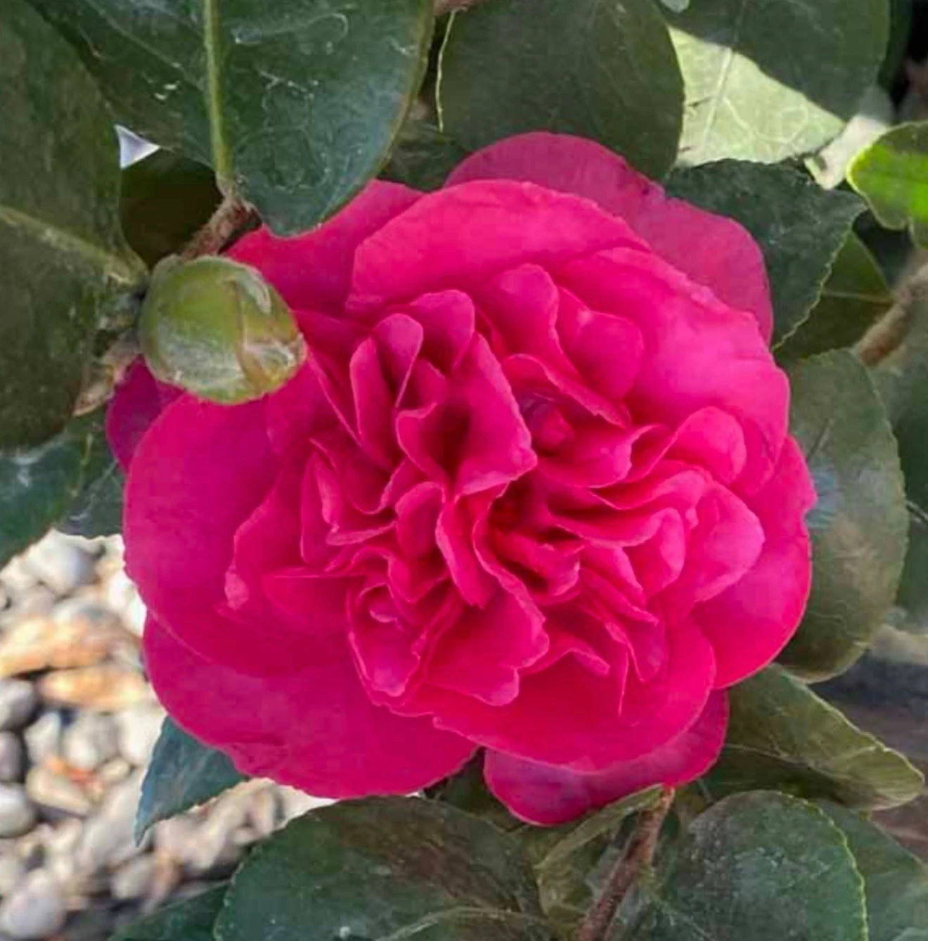 Bonanza~~Camellia Japonica–Live STARTER Plant–VERY UNIQUE COLOR!