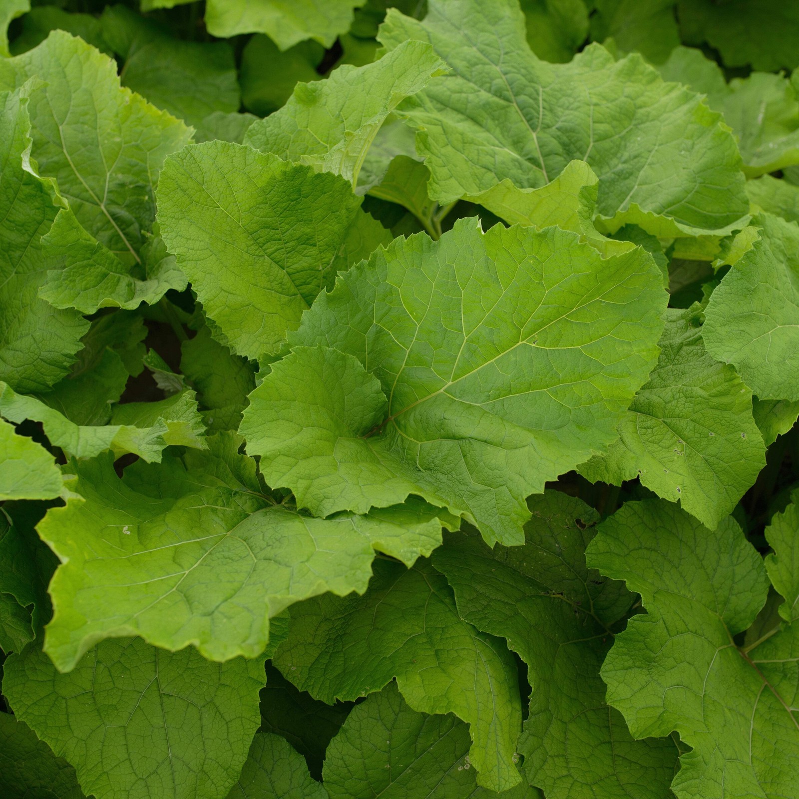 Gobo Burdock Seeds (Arctium lappa) ~Traditional Herb Perennial Pollinator Garden