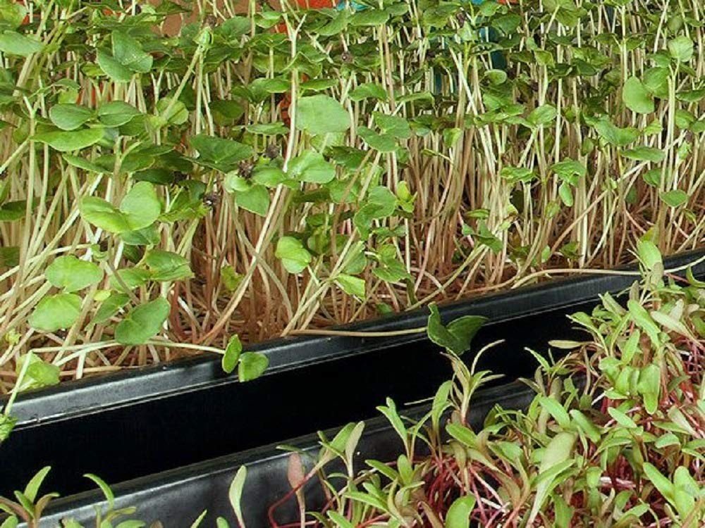 Cilantro Seed, Sprouting Seeds, Microgreen, Sprouting, 10 Lbs, Non GMO – Country