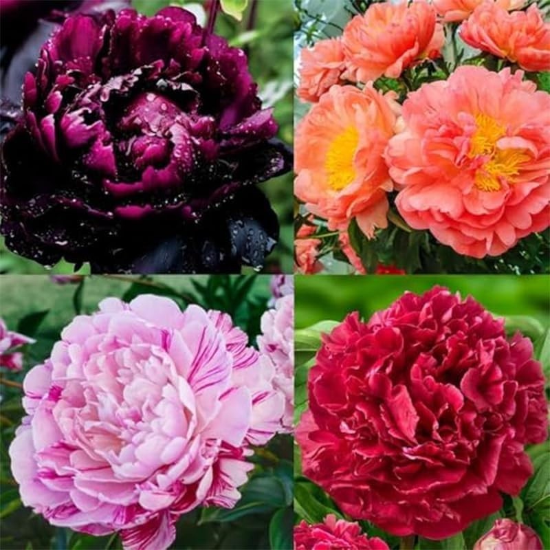 300+ Perennial Peony Flower Seeds for Planting Outdoor-Attracts Bees&Butterfl…