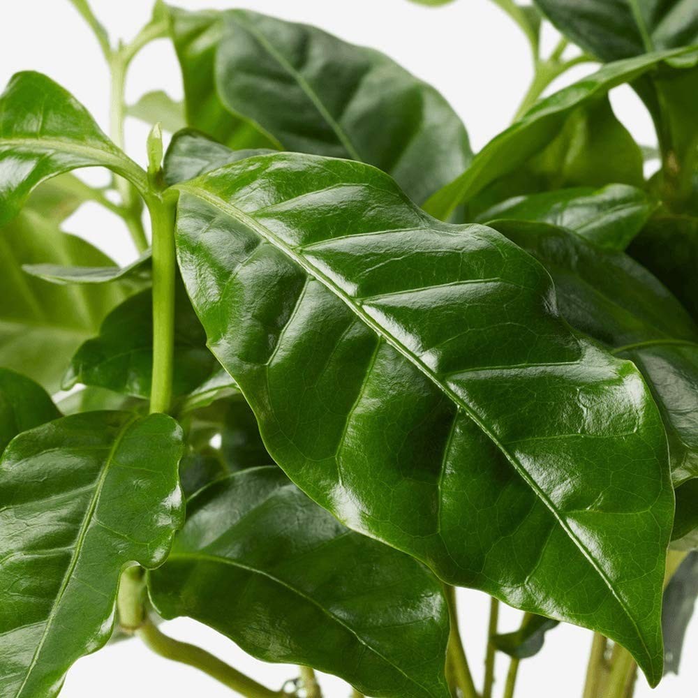 American Plant Exchange Arabica Coffee Live Plant, 6″ Pot, Flowering Indoor