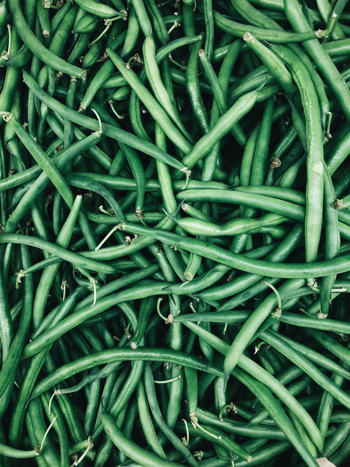 Organic Cobra Bean – Phaseolus vulgaris