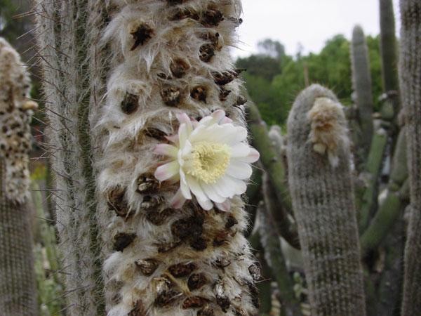 Espostoa Melanostele aka Old Lady/Old Man Cactus Seeds 5 Seeds Free Shipping!