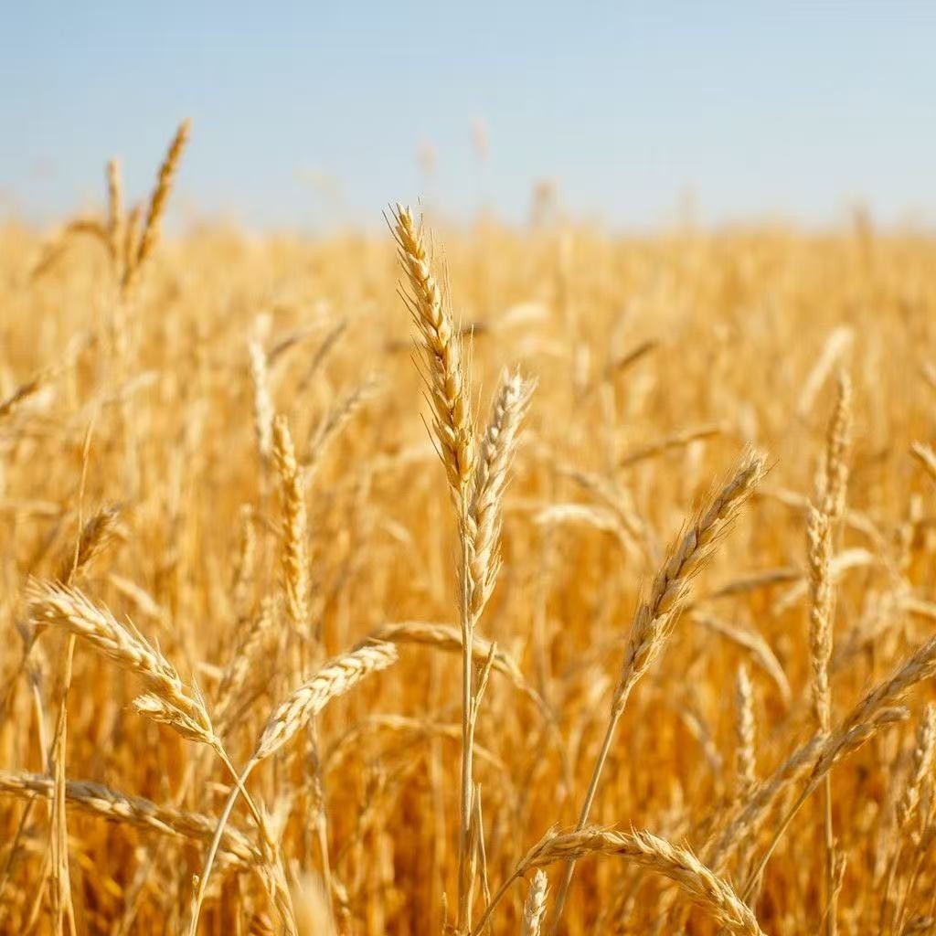 Barley Seeds – High Germination Rate, Grow Barley Grass for Juicing & Cooking