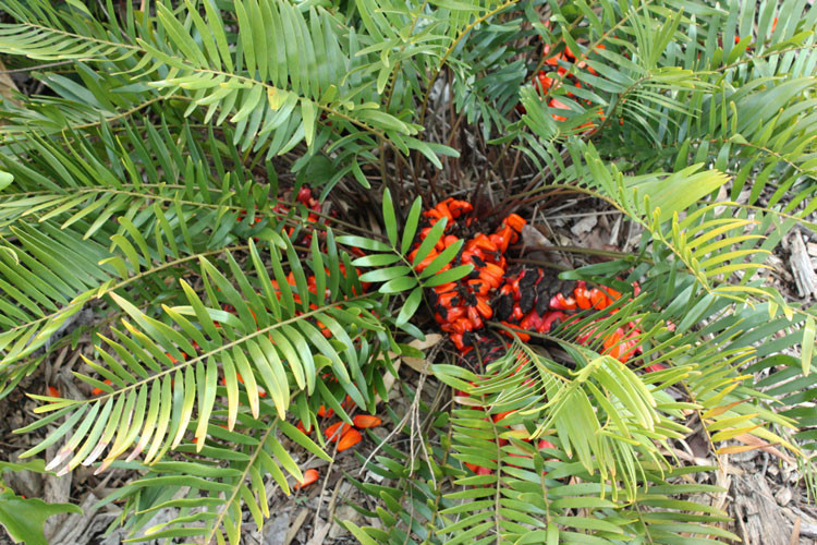 ZAMIA FLORIDANA coontie palm florida native cycad tree palms plant seed 10 seeds