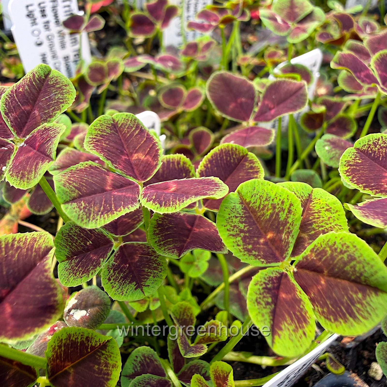 Trifolium repens Atropurpureum, Dutch Clover, Container Size: 3″ (2.6×3.5″)