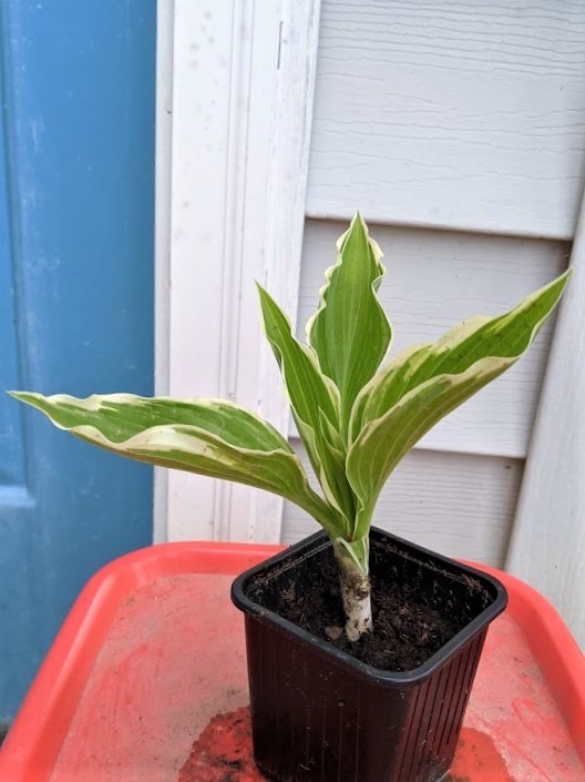 Hosta Francee – Perennial/ Sun or Shade – 10 Bareroots Plants