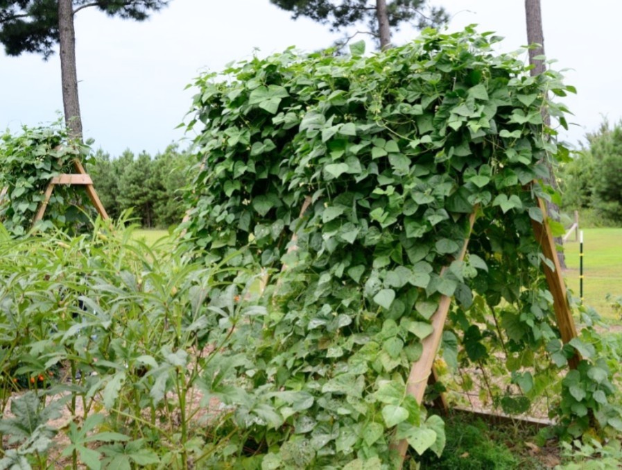 20 Organic Kentucky Wonder Pole Bean Seeds/ Non-GMO/Heirloom- With Bonus!
