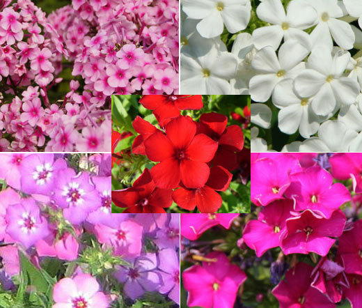 PHLOX MIXED COLORS Phlox Drummondii – 1,000 Bulk Seeds