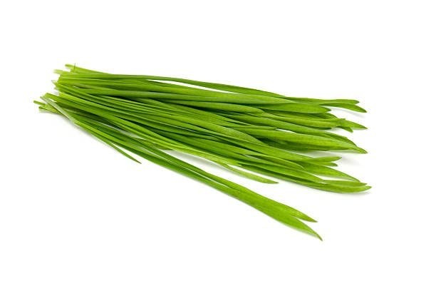 Non-GMO Hard Red Winter Wheatgrass Seeds – Chemical Free, High Germination (5 lb